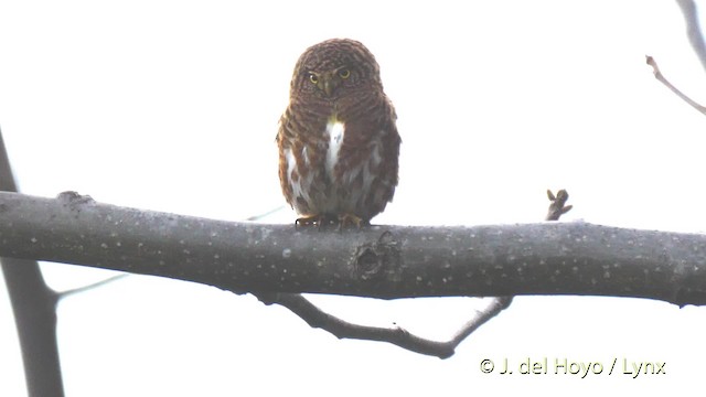 Collared Owlet - ML201602271