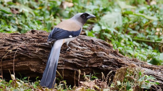  - Gray Treepie