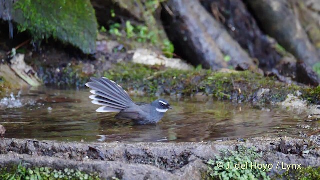 White-throated Fantail - ML201602641