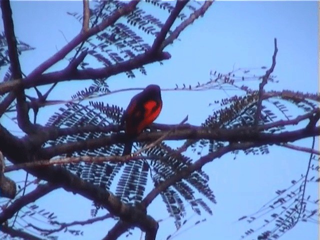 赤紅山椒鳥(speciosus群) - ML201602751