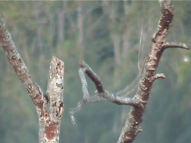 White-throated Kingfisher - ML201603271