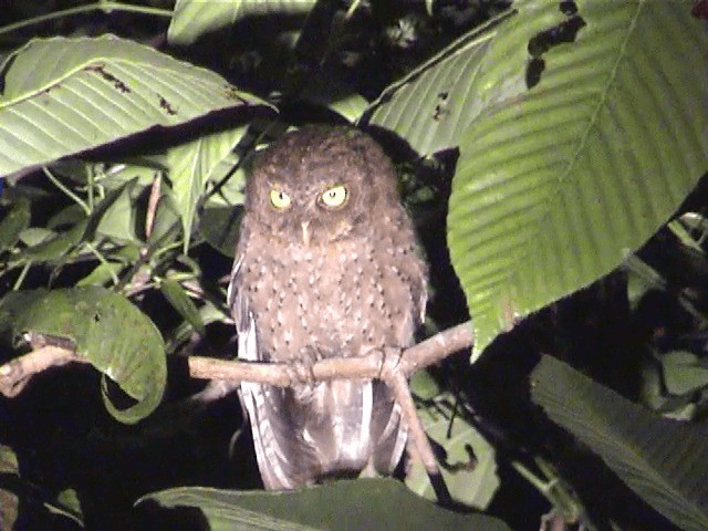 Andaman Scops-Owl - ML201603291