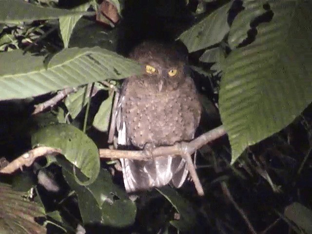 Andaman Scops-Owl - ML201603301