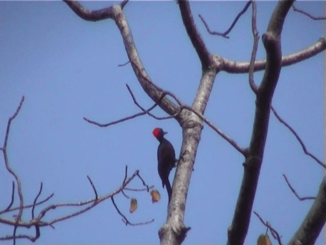 Andaman Woodpecker - ML201603311