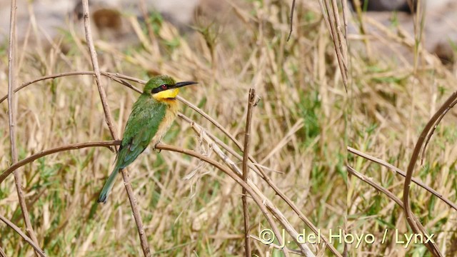 Little Bee-eater - ML201603521