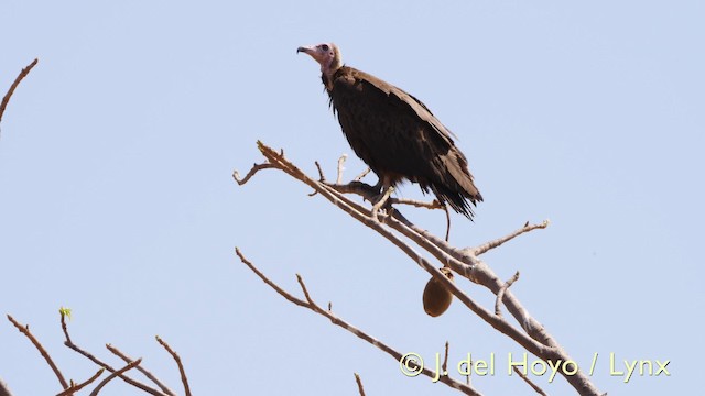 Hooded Vulture - ML201603801