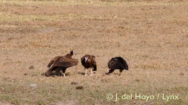 Hooded Vulture - ML201603811