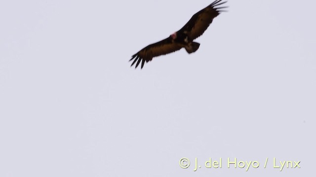 Hooded Vulture - ML201603831