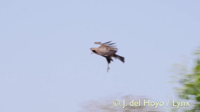 Hooded Vulture - ML201603841