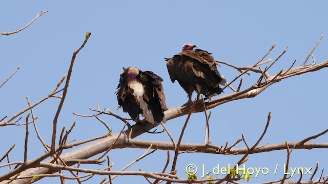 Hooded Vulture - ML201603891