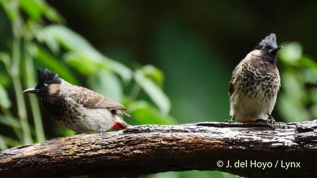 Red-vented Bulbul - ML201603991