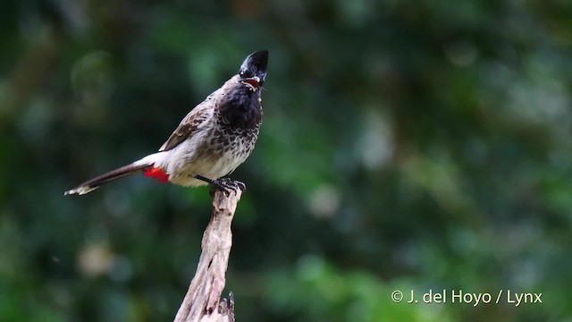 Red-vented Bulbul - ML201604011