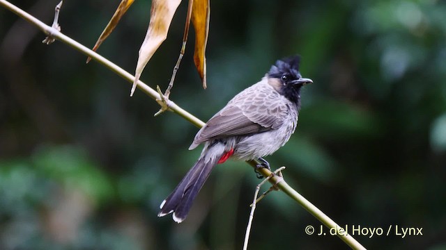 Red-vented Bulbul - ML201604021