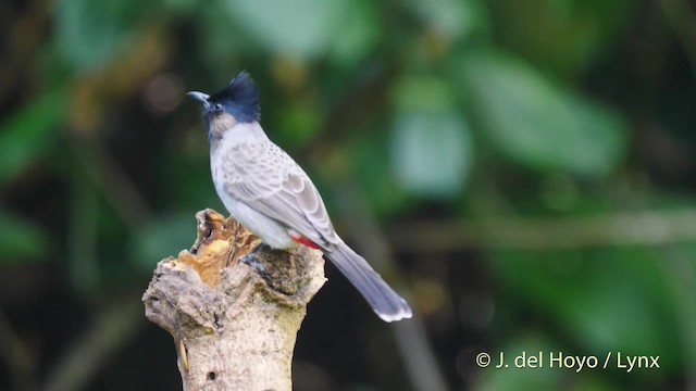 Red-vented Bulbul - ML201604031