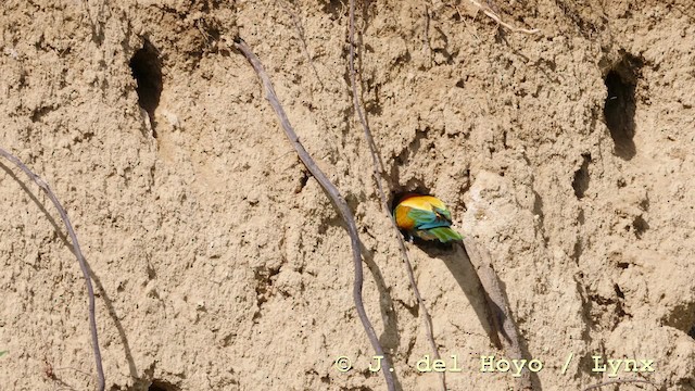 European Bee-eater - ML201604191