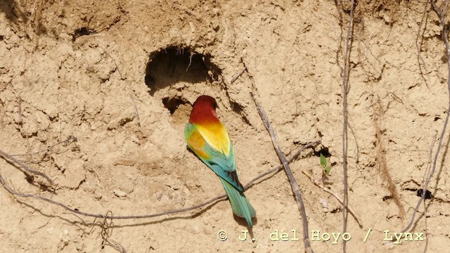 European Bee-eater - ML201604201