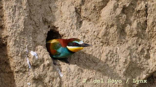 European Bee-eater - ML201604211