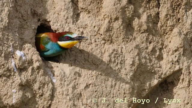 European Bee-eater - ML201604221