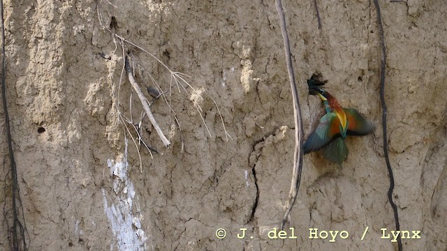 European Bee-eater - ML201604231