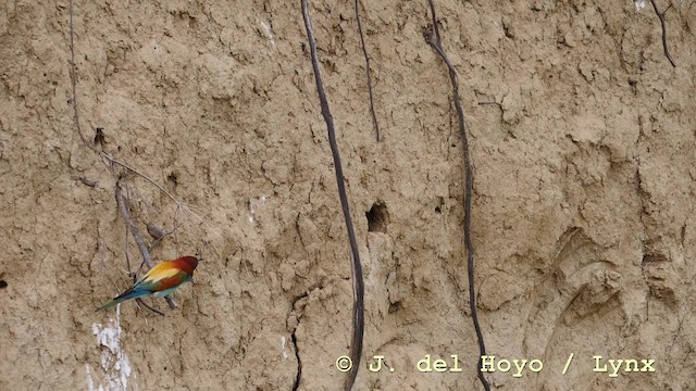 European Bee-eater - ML201604241