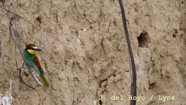 European Bee-eater - ML201604251
