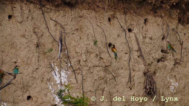 European Bee-eater - ML201604261
