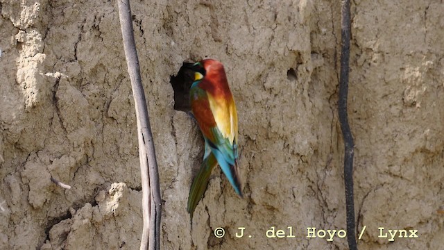 European Bee-eater - ML201604271