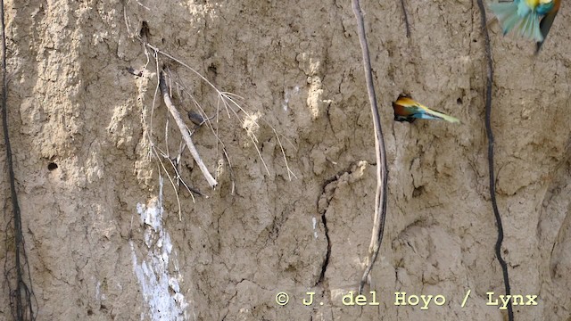 European Bee-eater - ML201604291