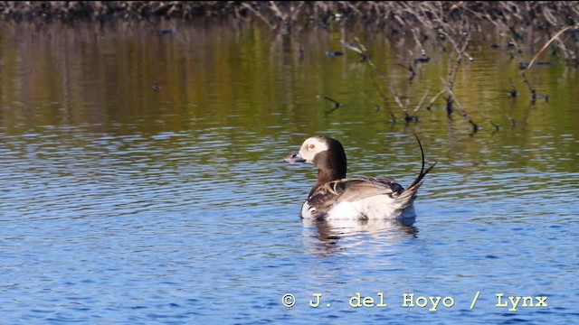 Long-tailed Duck - ML201604301