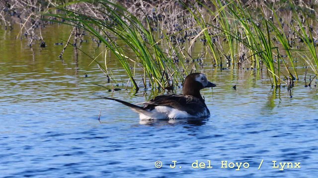 Long-tailed Duck - ML201604311