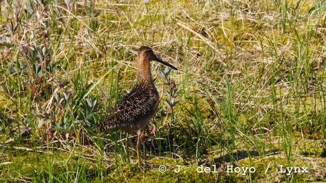 Long-billed Dowitcher - ML201604451