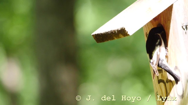  - Semicollared Flycatcher