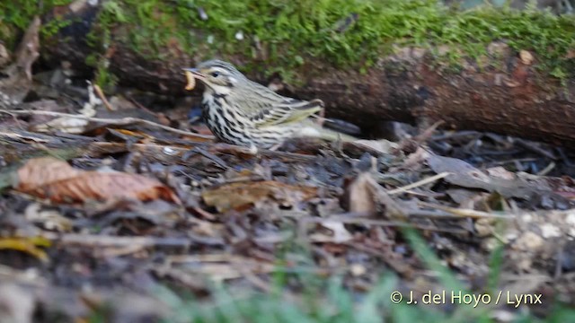 Olive-backed Pipit - ML201604631