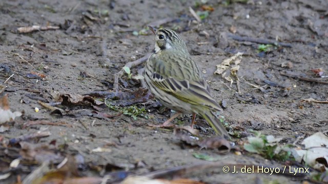 Olive-backed Pipit - ML201604651