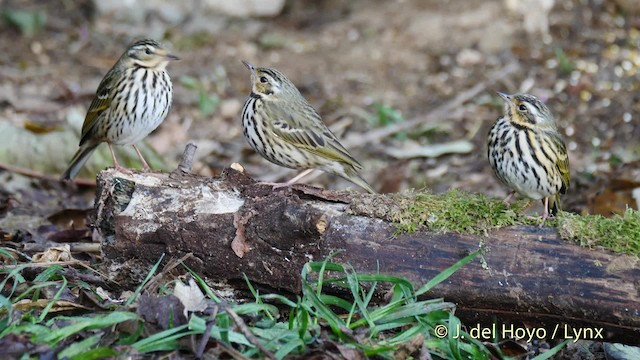 Olive-backed Pipit - ML201604671