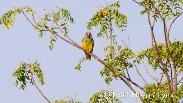 Сенегальский попугай - ML201605091