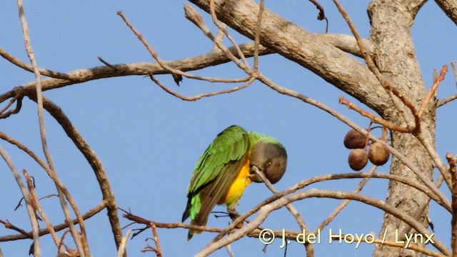 Senegal Parrot - ML201605101