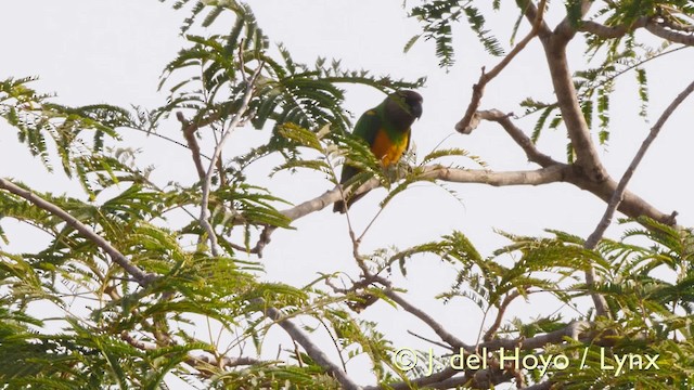 Сенегальский попугай - ML201605111