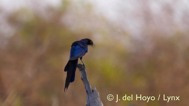 Long-tailed Glossy Starling - ML201605151