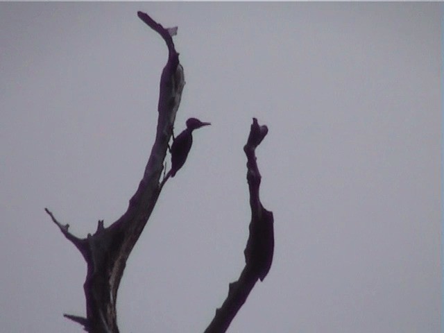 Andaman Woodpecker - ML201605171