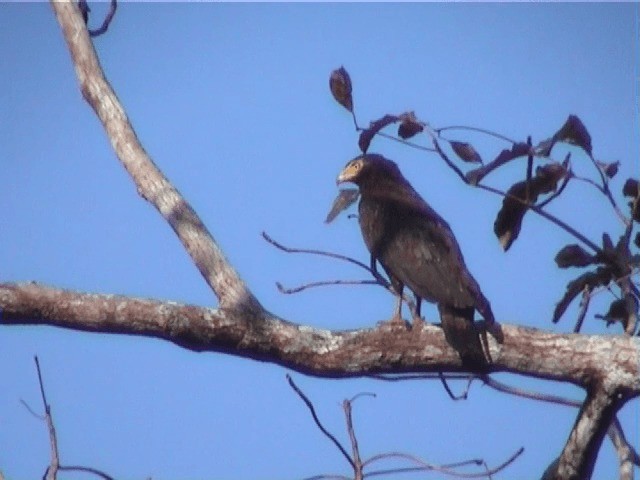 Andaman Serpent-Eagle - ML201605181