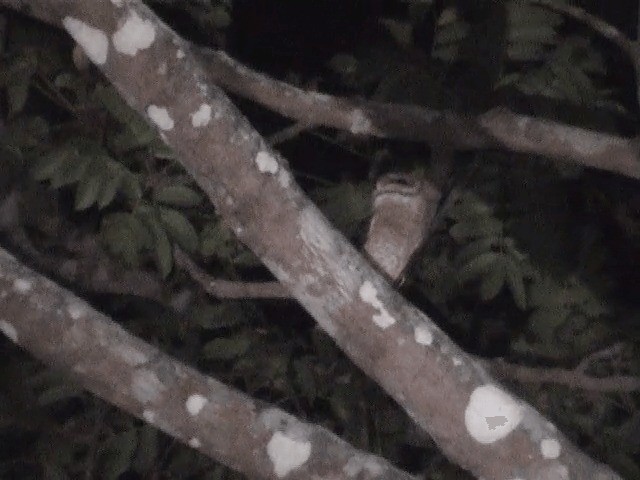 Andaman Peçeli Baykuşu - ML201605221