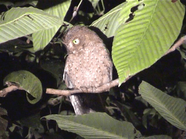 Andaman Scops-Owl - ML201605231