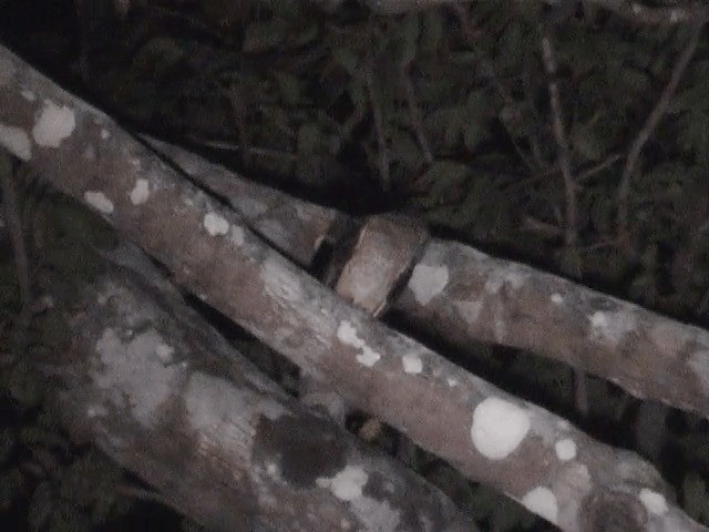 Andaman Peçeli Baykuşu - ML201605241