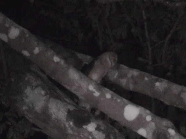 Andaman Peçeli Baykuşu - ML201605261