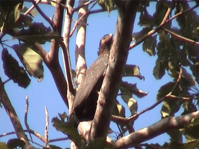 Andaman Serpent-Eagle - ML201605291