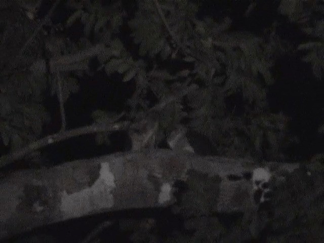 Andaman Peçeli Baykuşu - ML201605311
