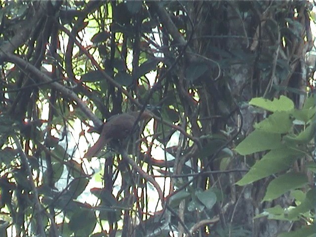 Andaman Cuckoo-Dove - ML201605391
