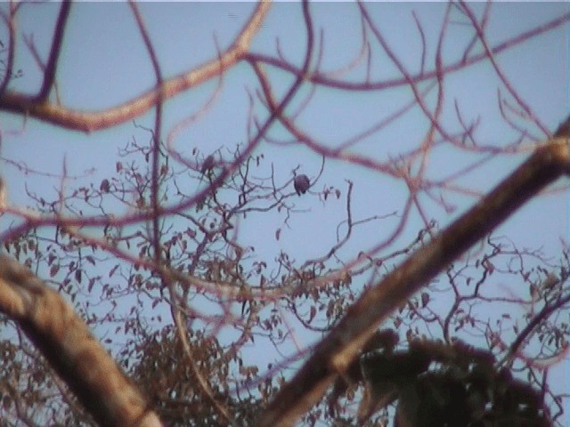 Andaman Wood-Pigeon - ML201605431