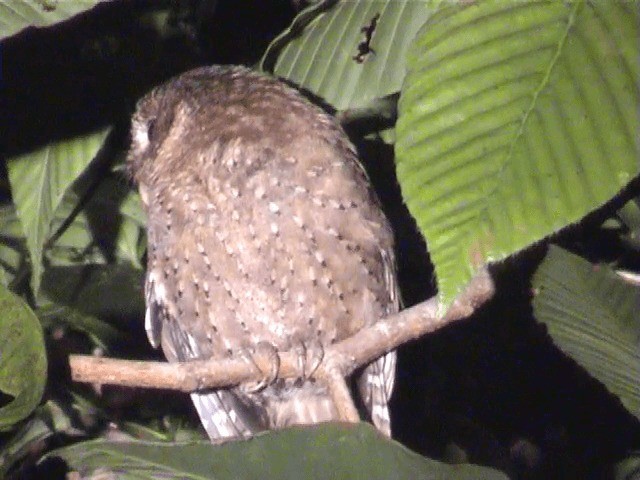 Andaman Scops-Owl - ML201605451